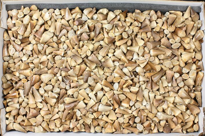 Lot: Assorted Fossil Mosasaur Teeth - Pieces #134127